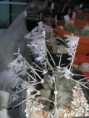 /album/fotogaleria/echcereus-triglochidiatus-sandoval-mts-albuquerque-nm-jpg/